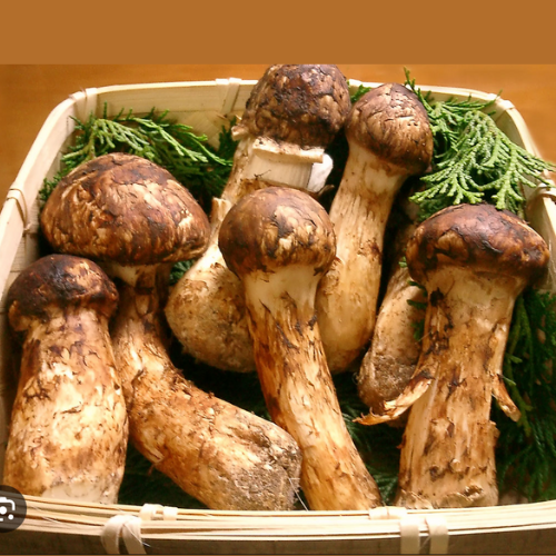 Dried Wild Matsutake Mushrooms by North Spore