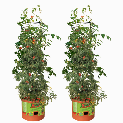 Tomato Barrel Pot Garden Planting Trellis, (Set of 2) by Hydrofarm