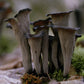 Dried Wild Black Trumpet Mushrooms by North Spore