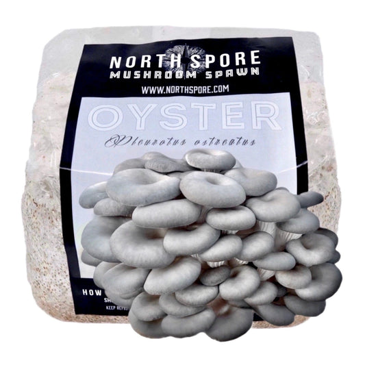 Organic Blue Oyster Mushroom Grain Spawn by North Spore