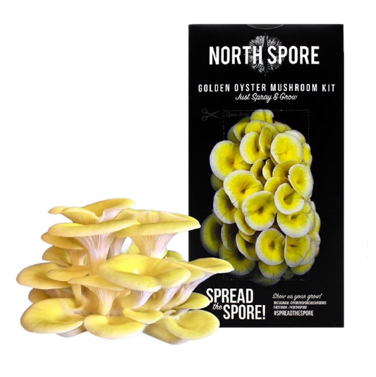 Organic Golden Oyster ‘Spray & Grow’ Mushroom Growing Kit