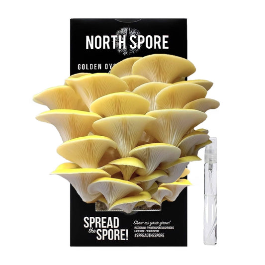 Organic Golden Oyster ‘Spray & Grow’ Mushroom Growing Kit by North Spore