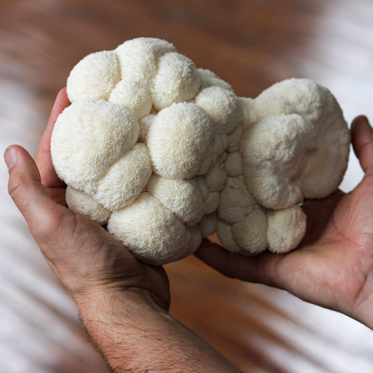 Organic Lion's Mane ‘Spray & Grow’ Mushroom Growing Kit by North Spore