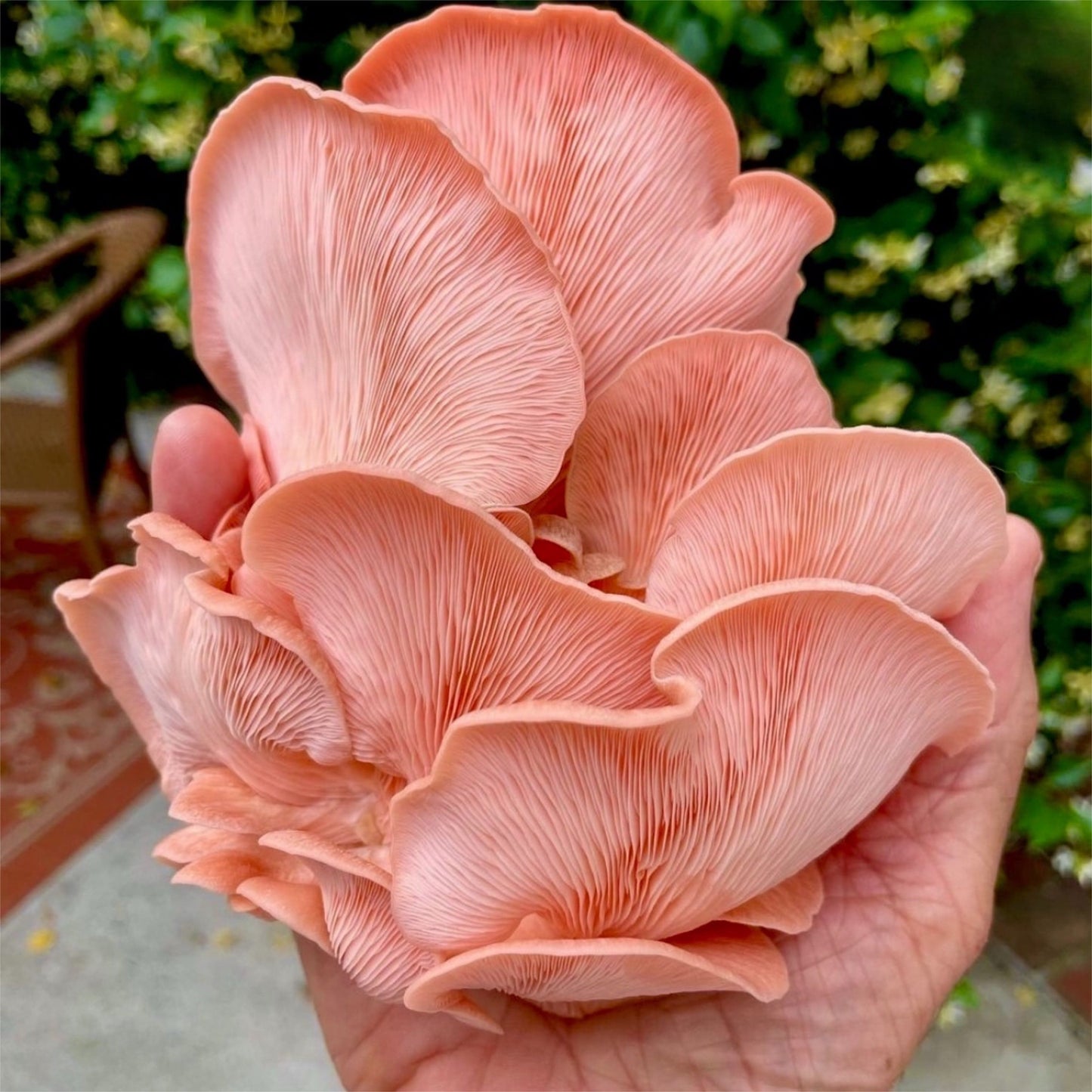 Organic Pink Oyster ‘Spray & Grow’ Mushroom Growing Kit by North Spore