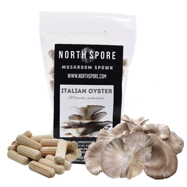 Organic Italian Oyster Mushroom Plug Spawn by North Spore