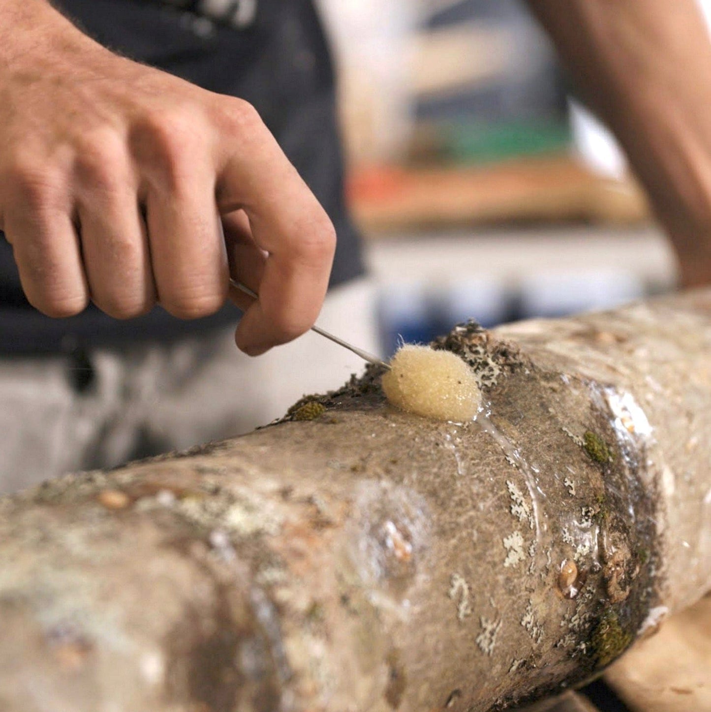 Organic Italian Oyster Mushroom Plug Spawn by North Spore