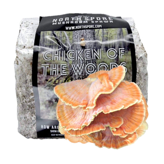 Organic Chicken of the Woods Sawdust Spawn by North Spore