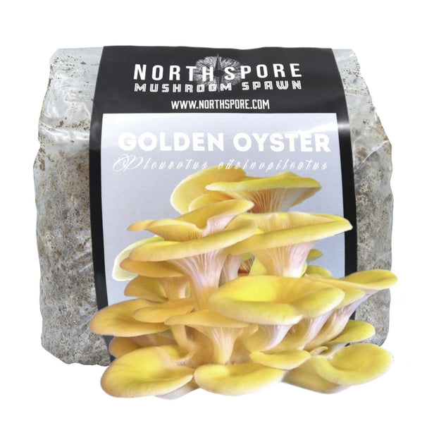 Organic Golden Oyster Mushroom Sawdust Spawn by North Spore