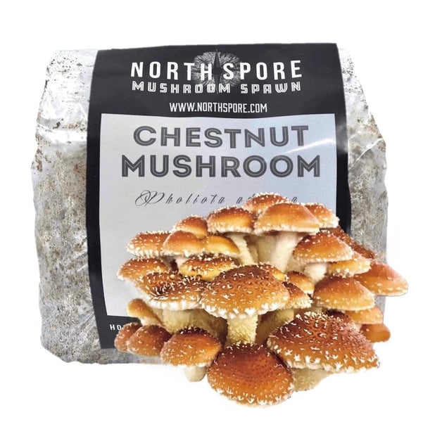 Organic Chestnut Mushroom Sawdust Spawn by North Spore