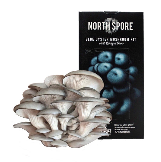 Organic Blue Oyster ‘Spray & Grow’ Mushroom Growing Kit by North Spore