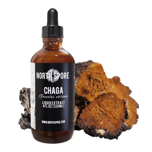 Chaga Mushroom Tincture by North Spore