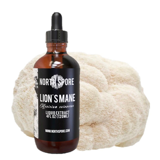 Lion's Mane Mushroom Tincture by North Spore