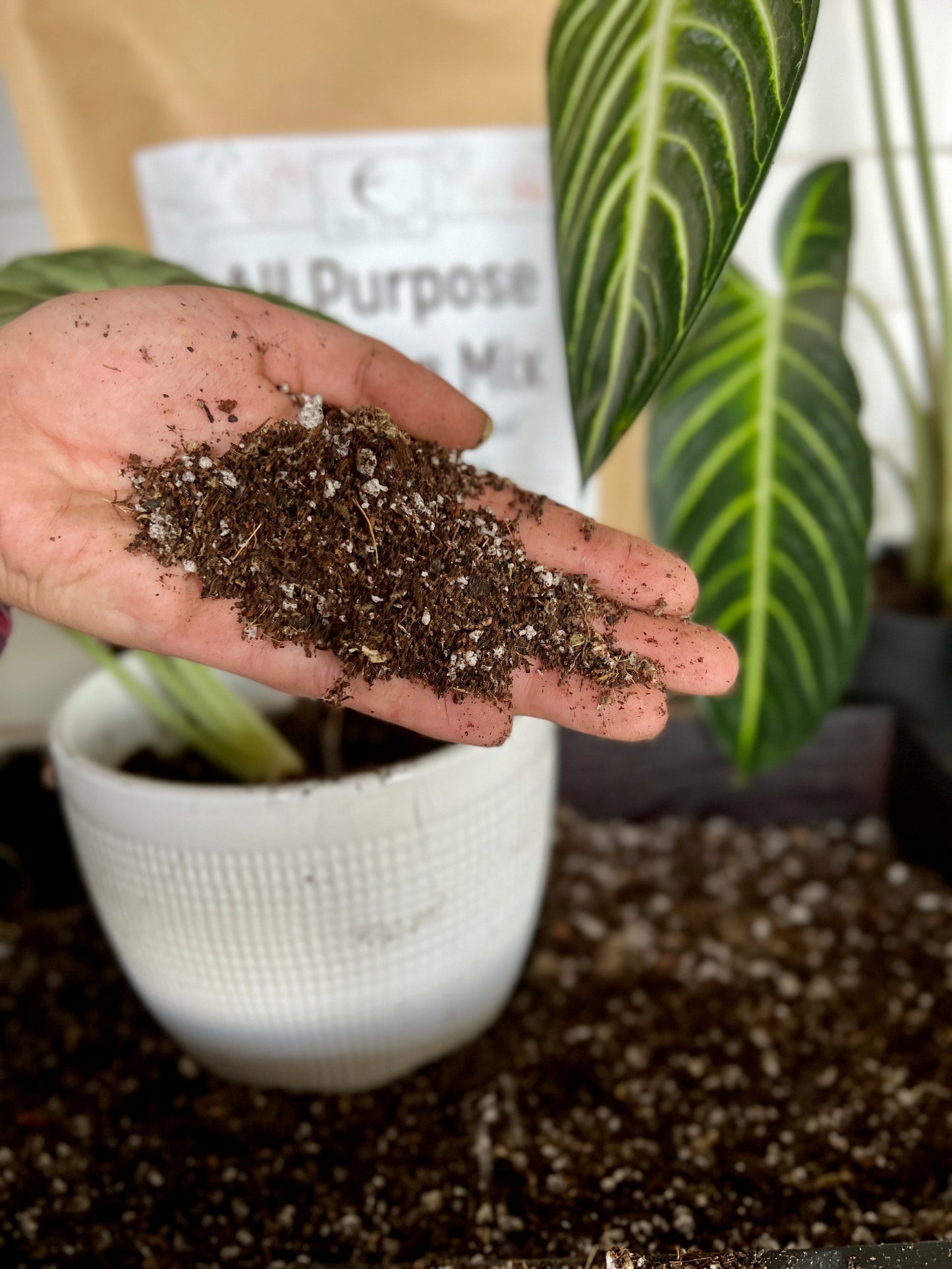 Elm Dirt Starter Kit by Elm Dirt - Lotus and Willow