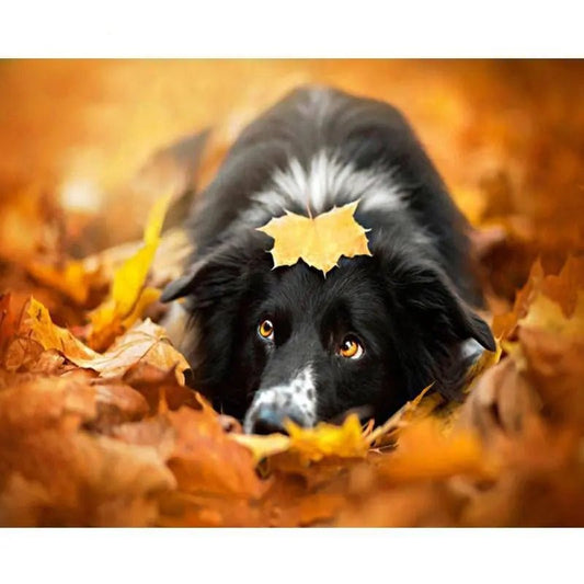 A Dog In Autumn by Paint with Number