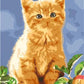 Cute Golden Cat by Paint with Number