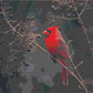 Cute Red Bird by Paint with Number