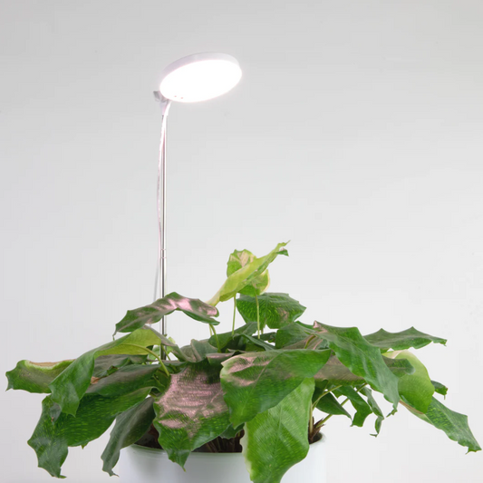 LED Plant Light by Elm Dirt